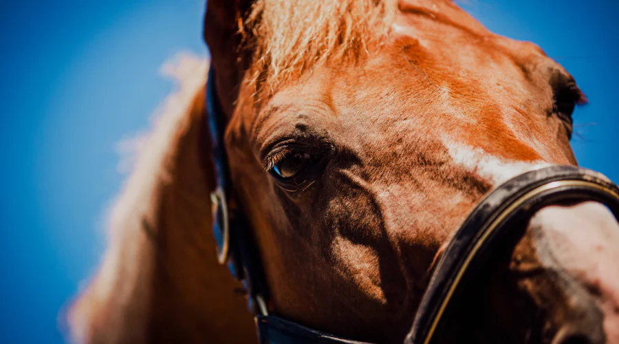 a horse